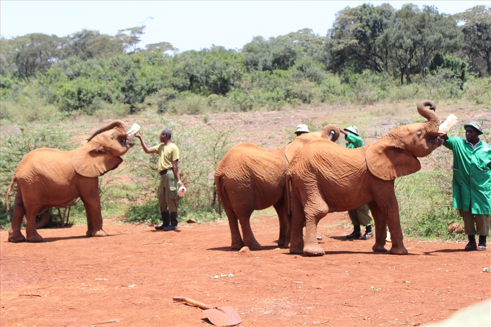 the David Sheldrick Wildlife Trust Staff takes good care of the elephants and letting them drink milk that a mother elephant should be doing