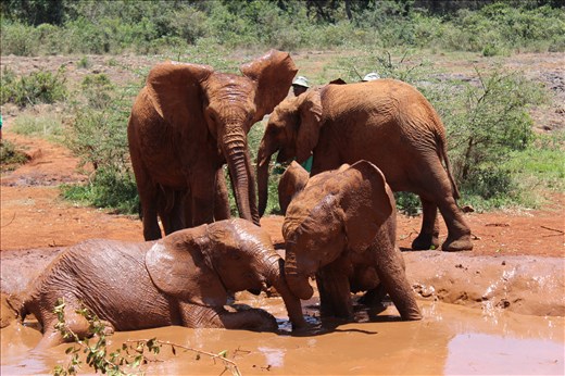 According to David Sheldrick Wildlife Fund, one elephant is killed every 15 minutes. It might be the parents of these young innocent elephants.