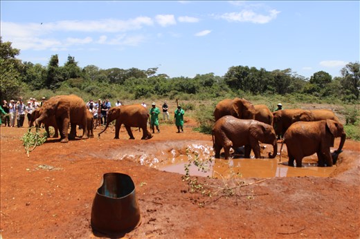 There is still a place that they can call home and it is Earth.I appreciate nature because of my trip in Nairobi and seeing those young animals that cannot even live safely and without family. 