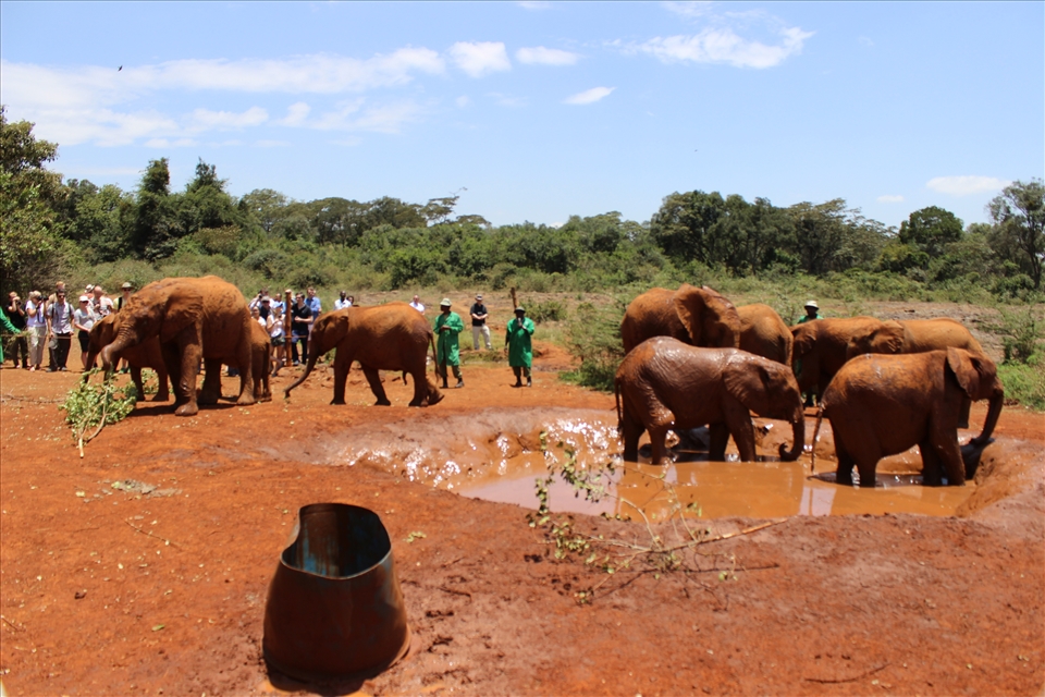 There is still a place that they can call home and it is Earth.I appreciate nature because of my trip in Nairobi and seeing those young animals that cannot even live safely and without family. 
