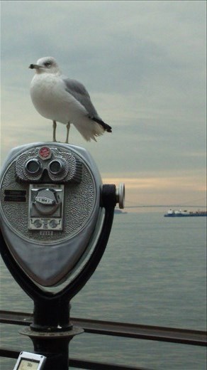 Who runs this city? Im pretty sure this guy does! New York. USA.