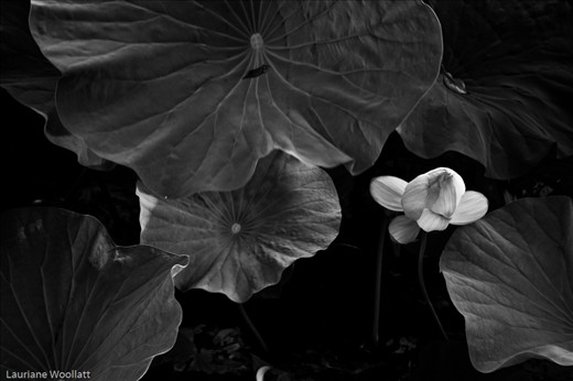 One of the thousands of lotus flowers that bloom in Korea's Summers.
