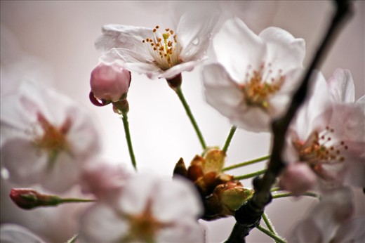 Spring brings with it new life  and the beauty of cherry blossoms.