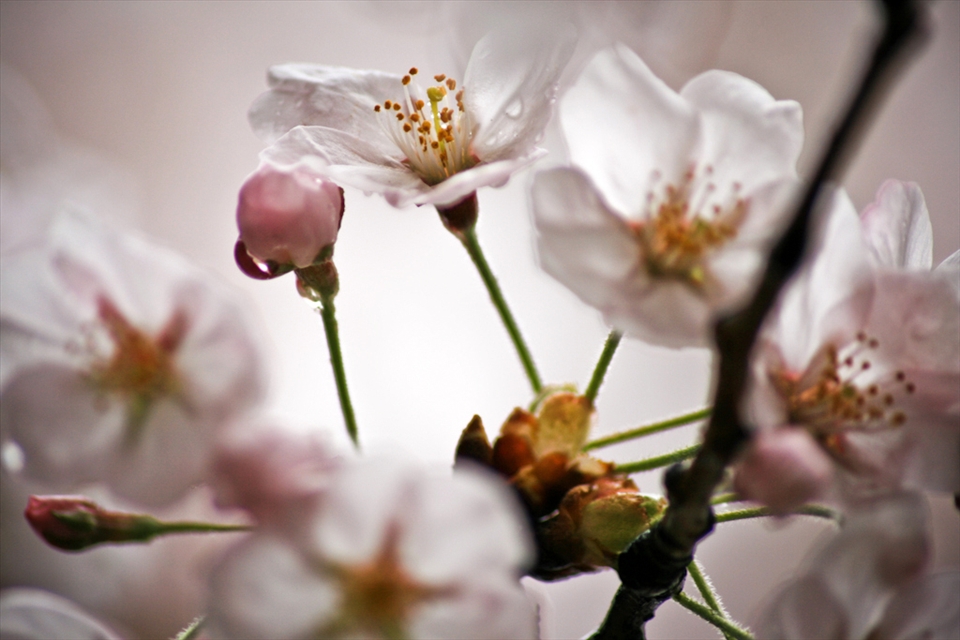 Spring brings with it new life  and the beauty of cherry blossoms.