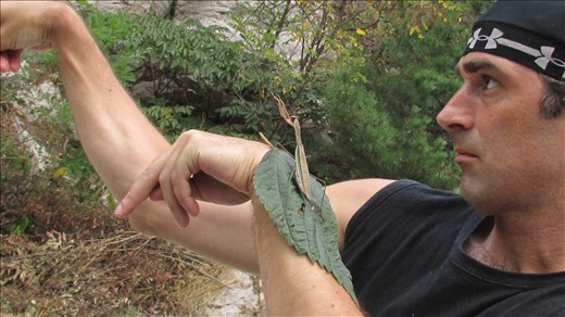 Mantis showing me how it's done