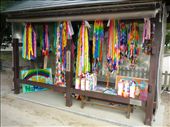 Paper cranes in memory of one of the most famous A-Bomb victims, Sadako Sasaki. Not sure why they're multi-coloured.: by kpow, Views[268]
