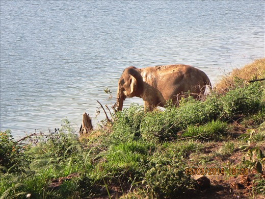 elephant I saw an elephant!!