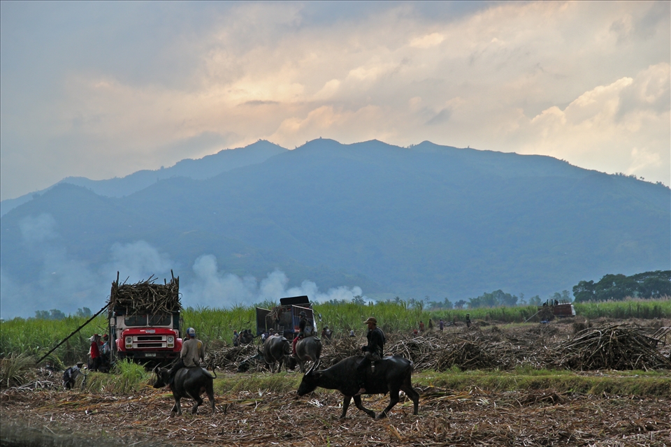 Harvesting sugar canes is one major livelihood for the people in Negros island