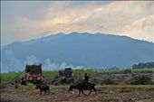 Harvesting sugar canes is one major livelihood for the people in Negros island: by kringicecream, Views[344]