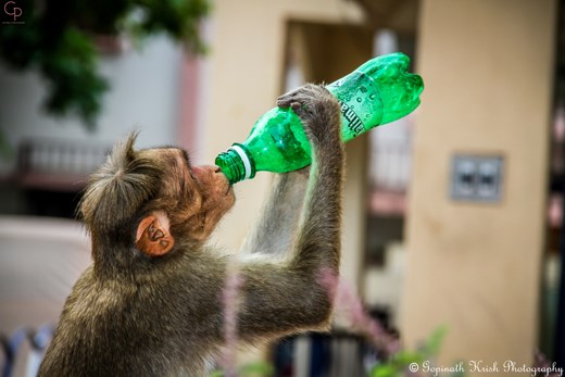 Recess monkey drinking local make carbonated drink which doesn't cause harm.