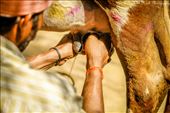 Milking the cow , TN- Cows are worshiped as every baby's second mother.: by krish, Views[428]