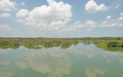 Vedanthangal birds sanctuary 