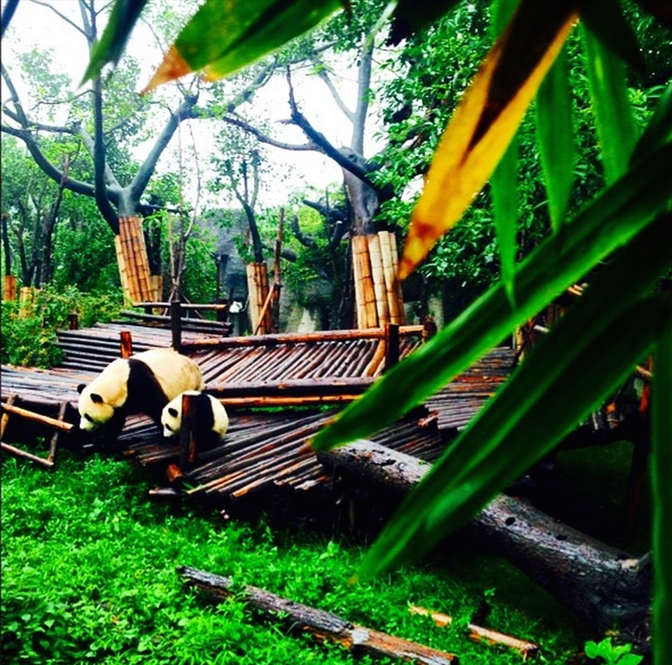 The world's largest panda sanctuary is another draw of the Sichuan Province