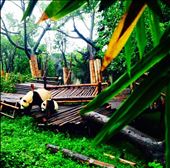 The world's largest panda sanctuary is another draw of the Sichuan Province: by kristasimmons, Views[381]