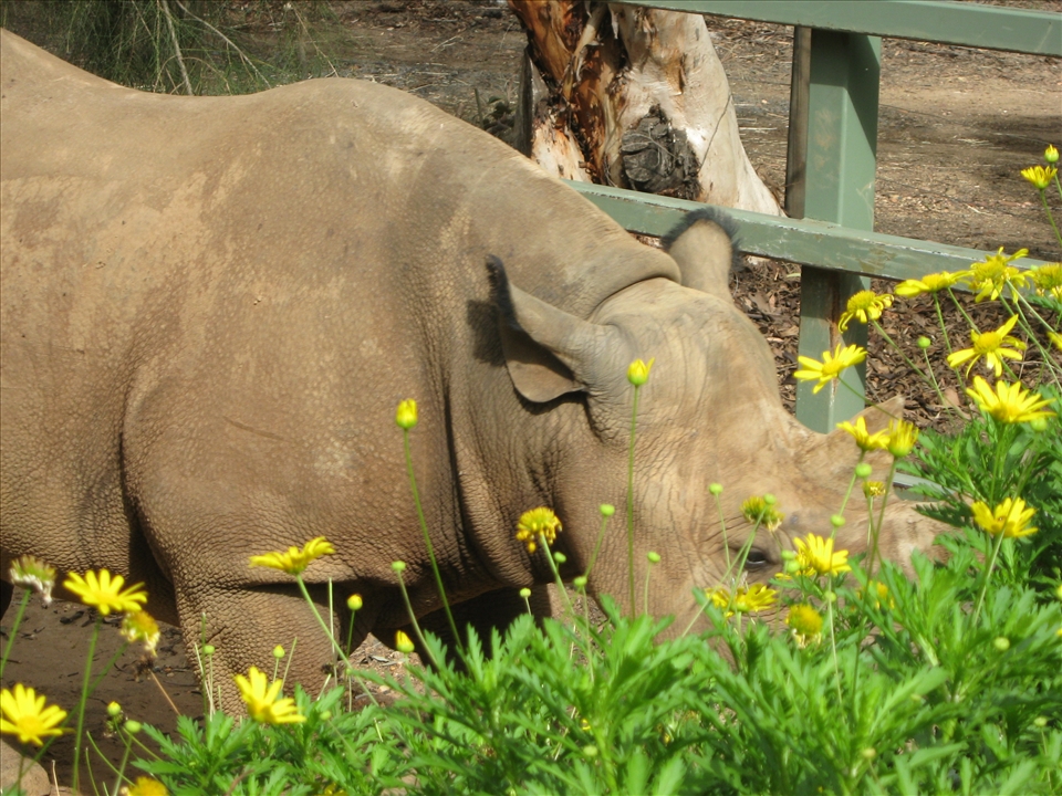 white rhino eating flowers