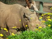 white rhino eating flowers: by kristenweddle, Views[681]