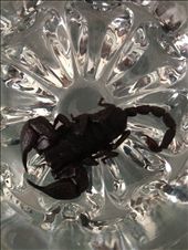 African Scorpion : by kristenweddle, Views[314]