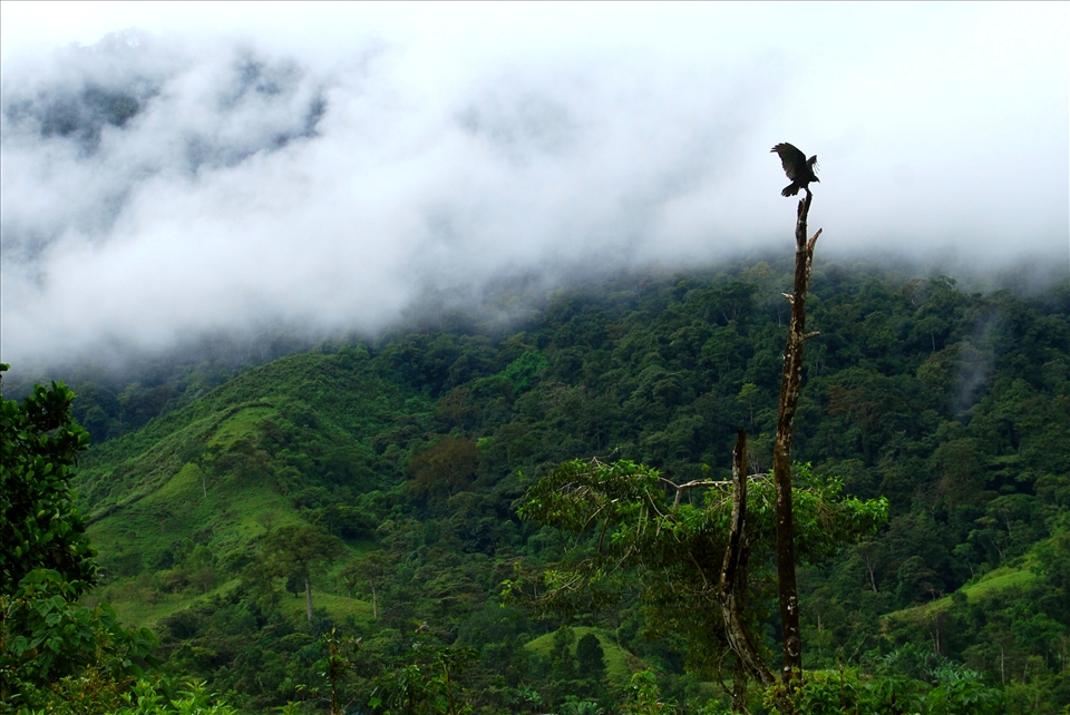 An eagle takes flight in the stunning Boruca valley.   Beyond indigenous wisdom 