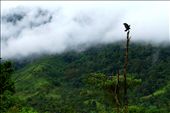 An eagle takes flight in the stunning Boruca valley.   Beyond indigenous wisdom : by kristymulcrone, Views[254]