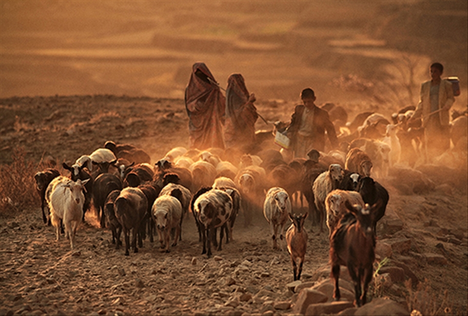 Thula, Yemen: At sunset the shepherds lead their sheep and goats home. © Matjaz 
