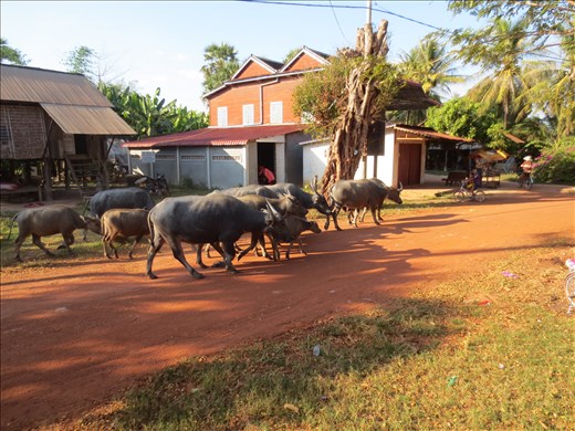 Water Buffalo 2 Water Buffalo 2