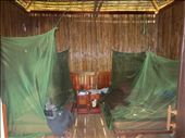 Mosquito Safety: by krock970, Views[290]