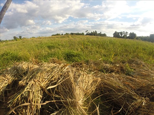 Rice Harvest
