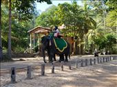 Elephant: by krock970, Views[192]