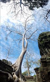 More trees: by krock970, Views[373]