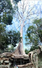 Snake tree: by krock970, Views[358]
