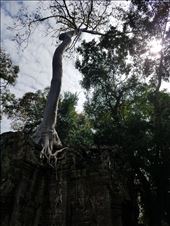 Tree top: by krock970, Views[388]