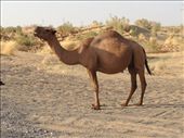 camel in desert: by krodin, Views[488]