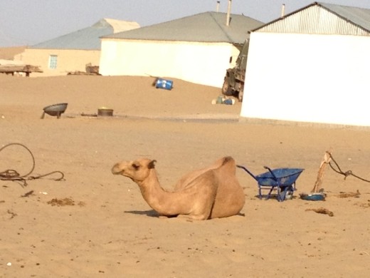 rural Turkmeni desert village with local 4 footed friend