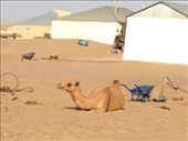 rural Turkmeni desert village with local 4 footed friend: by krodin, Views[466]