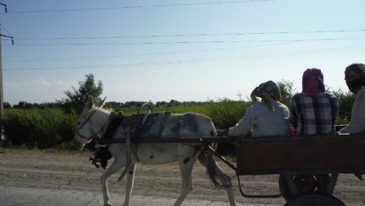 donkey cart at border