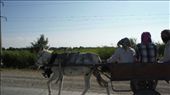 donkey cart at border: by krodin, Views[345]