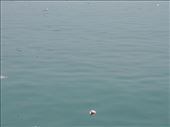 by krodin, Views[464]