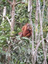 by krodin, Views[323]