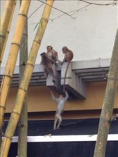 by krodin, Views[397]