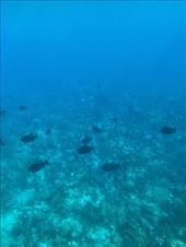 by krodin, Views[307]