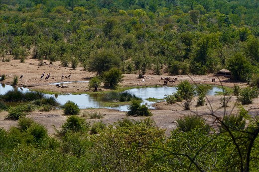 The warthog is still trying to get the croc's affections or maybe make him a meal?