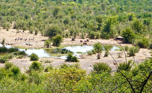 Check out the warthog kissing the crocodile - his affection isn't returned and the warthog went screeching off