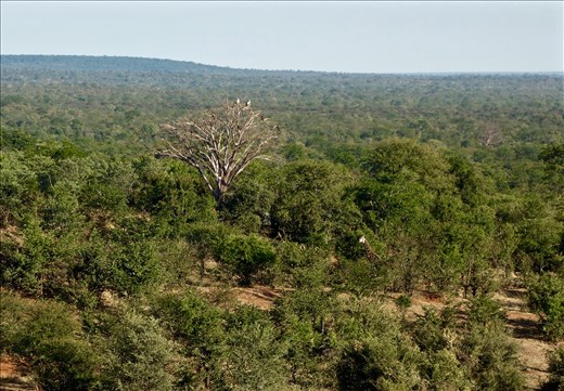 Giraffe behind the bush near the Vulture tree