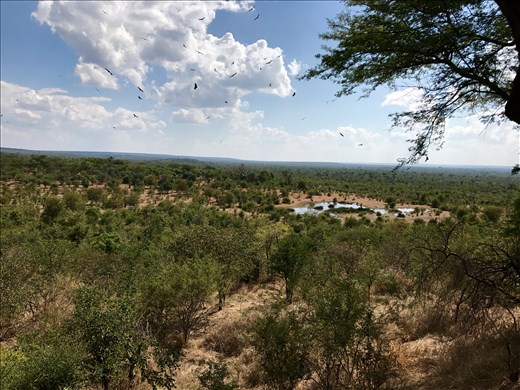 vultures filling the sky by the watering hole