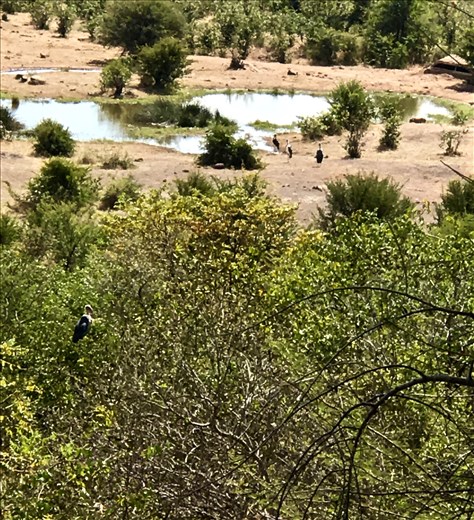 vultures at watering hole