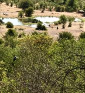 vultures at watering hole: by krodin, Views[434]