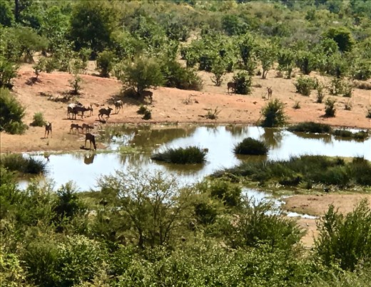 Watering hole wildlife