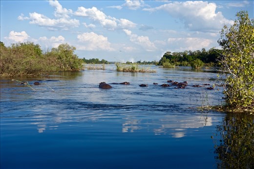 Hippos in river