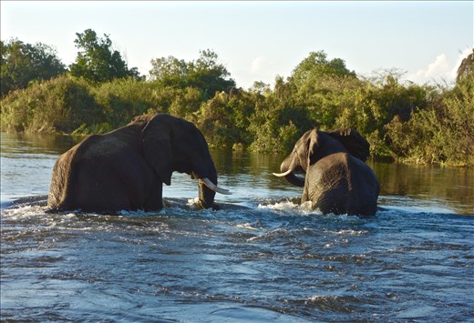 Elephants playing in the Zambezi