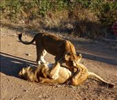 by krodin, Views[411]